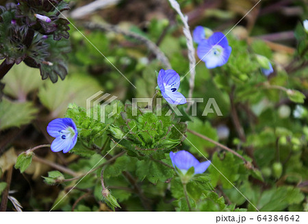オオイヌノフグリ コバルトブルーの小さい可愛い花の写真素材