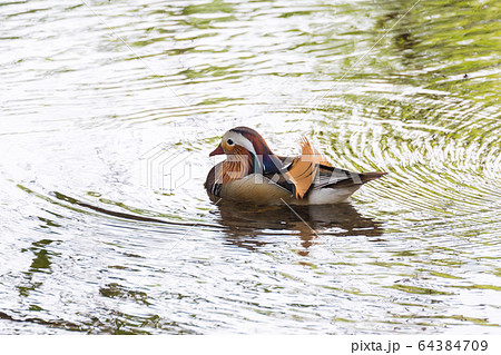 Male Mandarin duck Male Mandarin duck 64384709