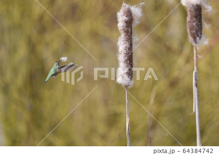 Annas hummingbird gathering nest material Annas hummingbird gathering nest material 64384742