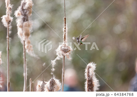 Annas hummingbird gathering nest material 64384768