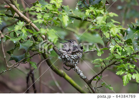 Annas Hummingbird Chicks Annas Hummingbird Chicks 64384769
