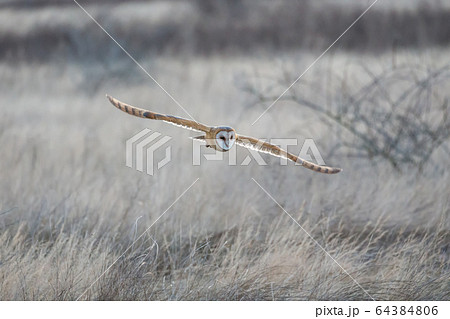 Barn owl hunting Barn owl hunting 64384806