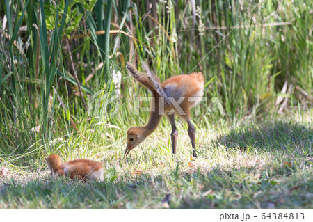 sandhill crane baby sandhill crane baby 64384813