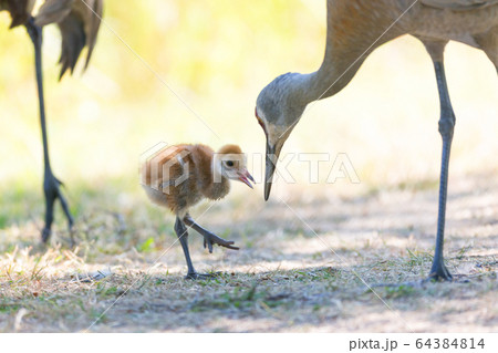 sandhill crane baby 64384814