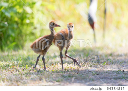 sandhill crane baby 64384815