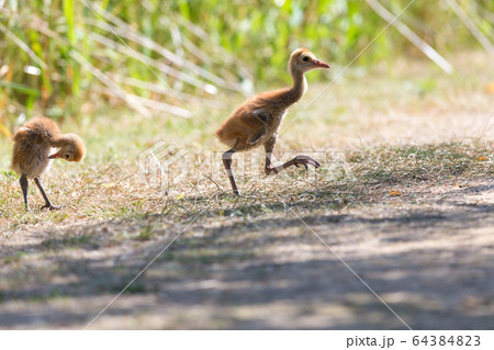 sandhill crane baby sandhill crane baby 64384823