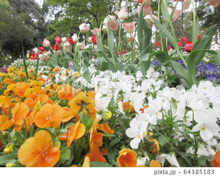 花壇 64385183