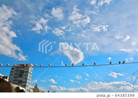 夏の空とカモメ 64385399