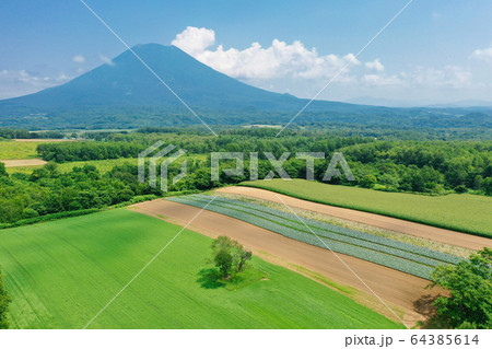 双子のさくらんぼの木と羊蹄山 / 北海道ニセコの観光イメージ 64385614