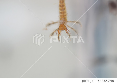 predatory diving beetles 64385790