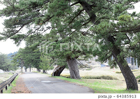 旧羽州街道　松並木　秋田県 64385913