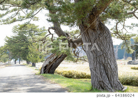 旧羽州街道　松並木　秋田県 64386024
