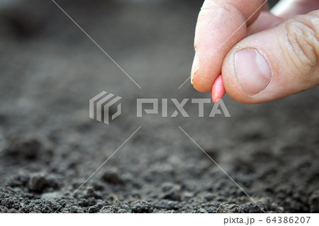 cucumber seeds cucumber seeds 64386207