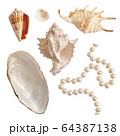 Set of sea shells and pearls, isolated photo 64387138