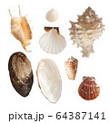 Set of tropic sea shells, isolated photo 64387141