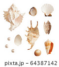 Set of sea shells and pearls, isolated photo 64387142