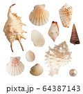 Set of sea shells and pearls, isolated photo 64387143