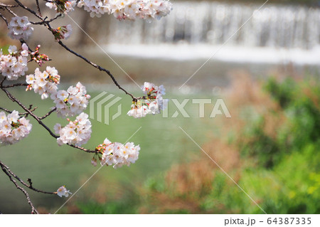 小川の桜 64387335