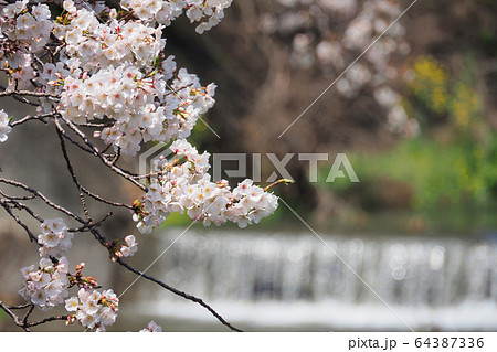小川の桜 64387336