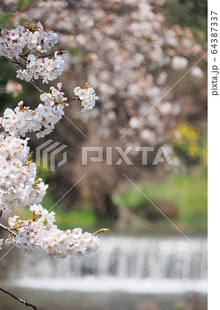 小川の桜 64387337