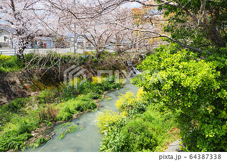 小川の桜 64387338