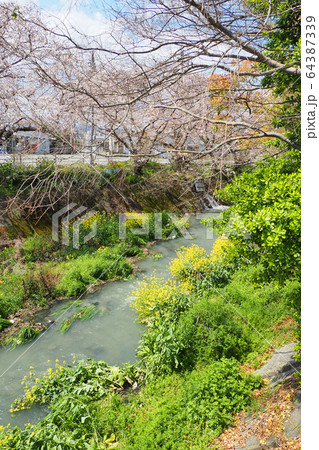 小川の桜 64387339