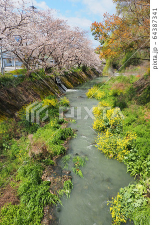 小川の桜 64387341