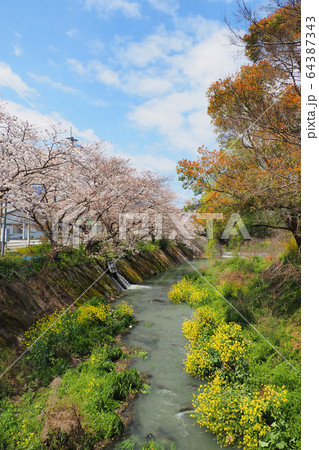 小川の桜 小川の桜 64387343