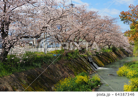 小川の桜 64387346