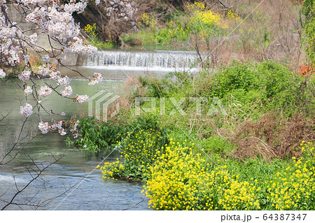 小川の桜 64387347
