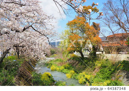 小川の桜 64387348