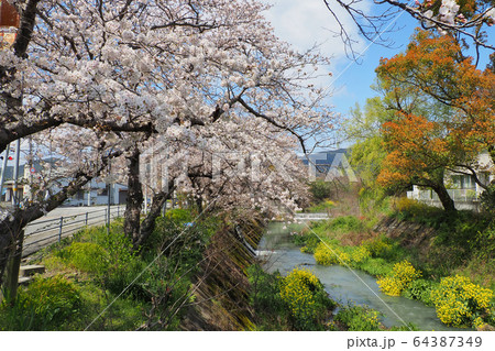 小川の桜 小川の桜 64387349
