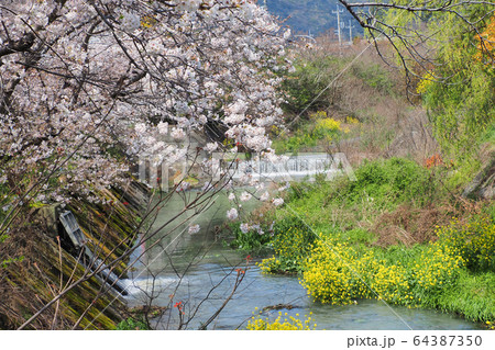 小川の桜 小川の桜 64387350