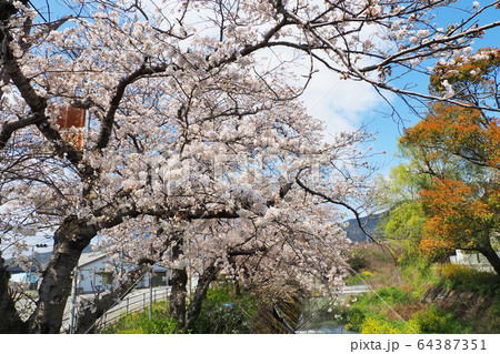 小川の桜 64387351