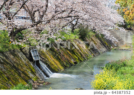小川の桜 小川の桜 64387352