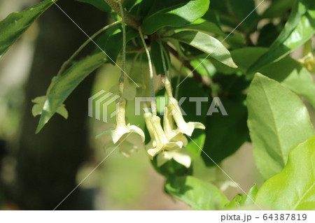 ナツグミ 夏茱萸 の花を接写しましたの写真素材