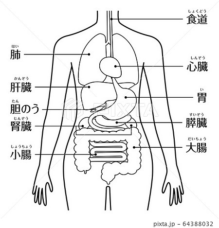 人間の身体 臓器 内臓 線画のイラスト素材