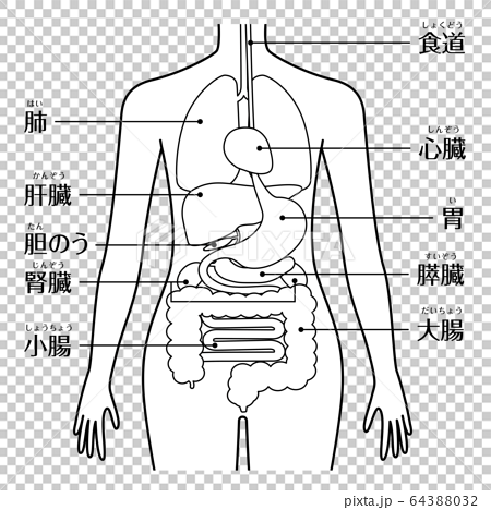 人體（器官和內臟器官）線條圖 64388032