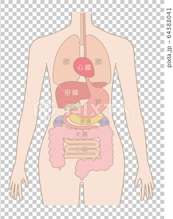 人間の身体 臓器 内臓 のイラスト素材