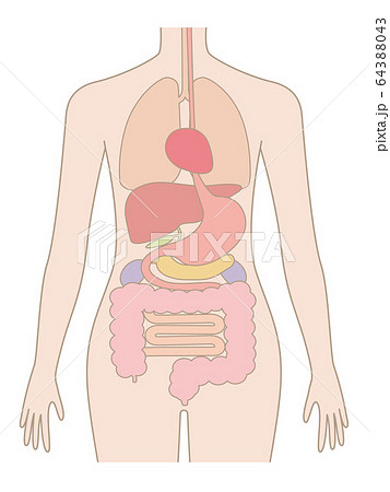 人間の身体 臓器 内臓 のイラスト素材