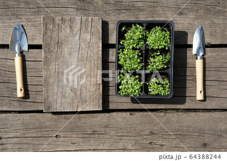 small green tobacco (Nicotiana rustica, mapacho, ) small green tobacco (Nicotiana rustica, mapacho, ) 64388244