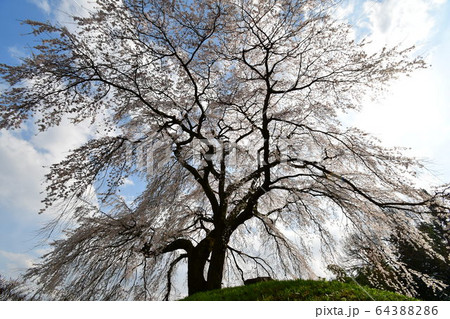 麻績の里　石塚桜 64388286