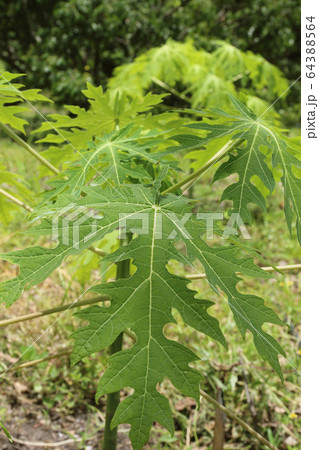 Papaya tree in the orchard of Thailand 64388564