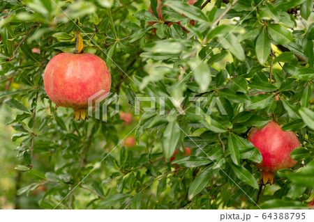 Pomegranates hanging on tree. Pomegranates hanging on tree. 64388795