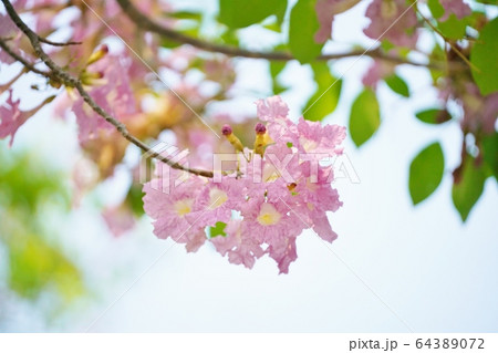 Chompoo Pantip in Thailand（タイの桜「チョンプー・パンティップ」） 64389072