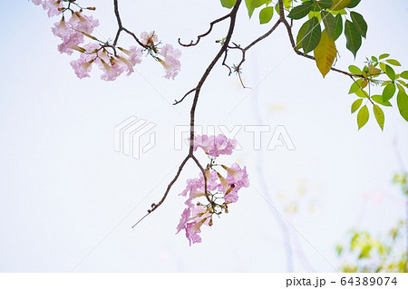 Chompoo Pantip in Thailand（タイの桜「チョンプー・パンティップ」） 64389074