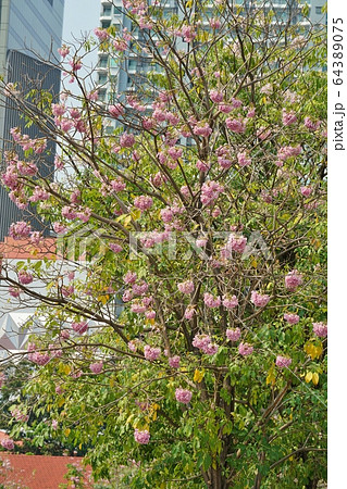 Chompoo Pantip in Thailand（タイの桜「チョンプー・パンティップ」） 64389075