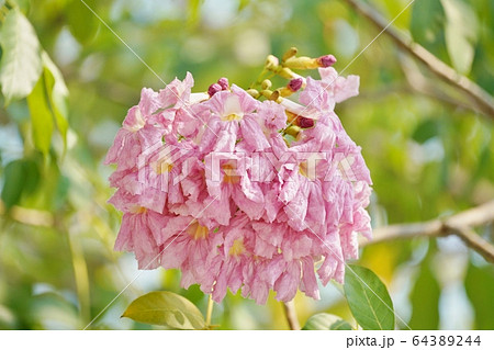 タイの桜、チョンプー・パンティップ（ชมพูพันธุ์ทิพย์/Chompoo Pantip） 64389244