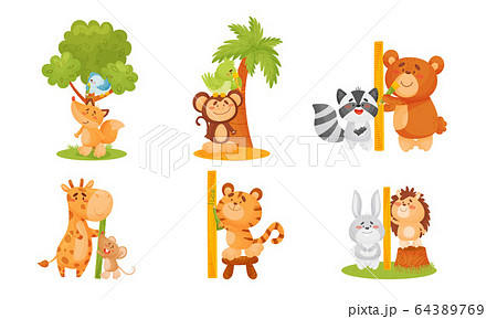 Funny Animals Measuring and Comparing Heights Vector Set 64389769