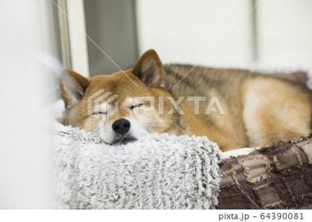 Shiba inu hot sale sleeping